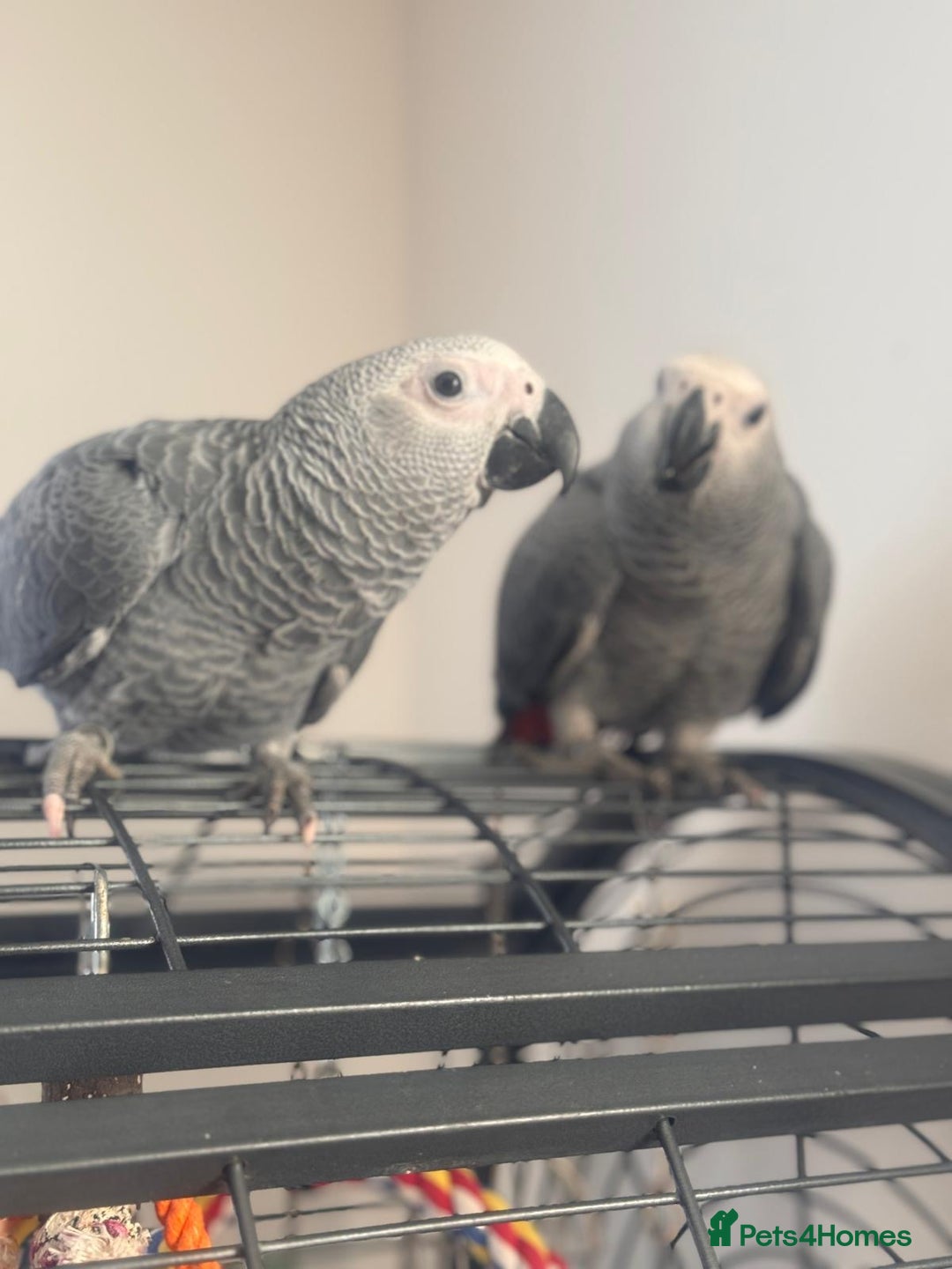 Parrots birds for sale: 12w Hand reared Congo African grey parrot babies  - Advert 2