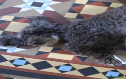 Cavapoo dogs for sale: LAST Black (tan paws/muzzle) F1 Cavapoo Dog Puppy - Image 13
