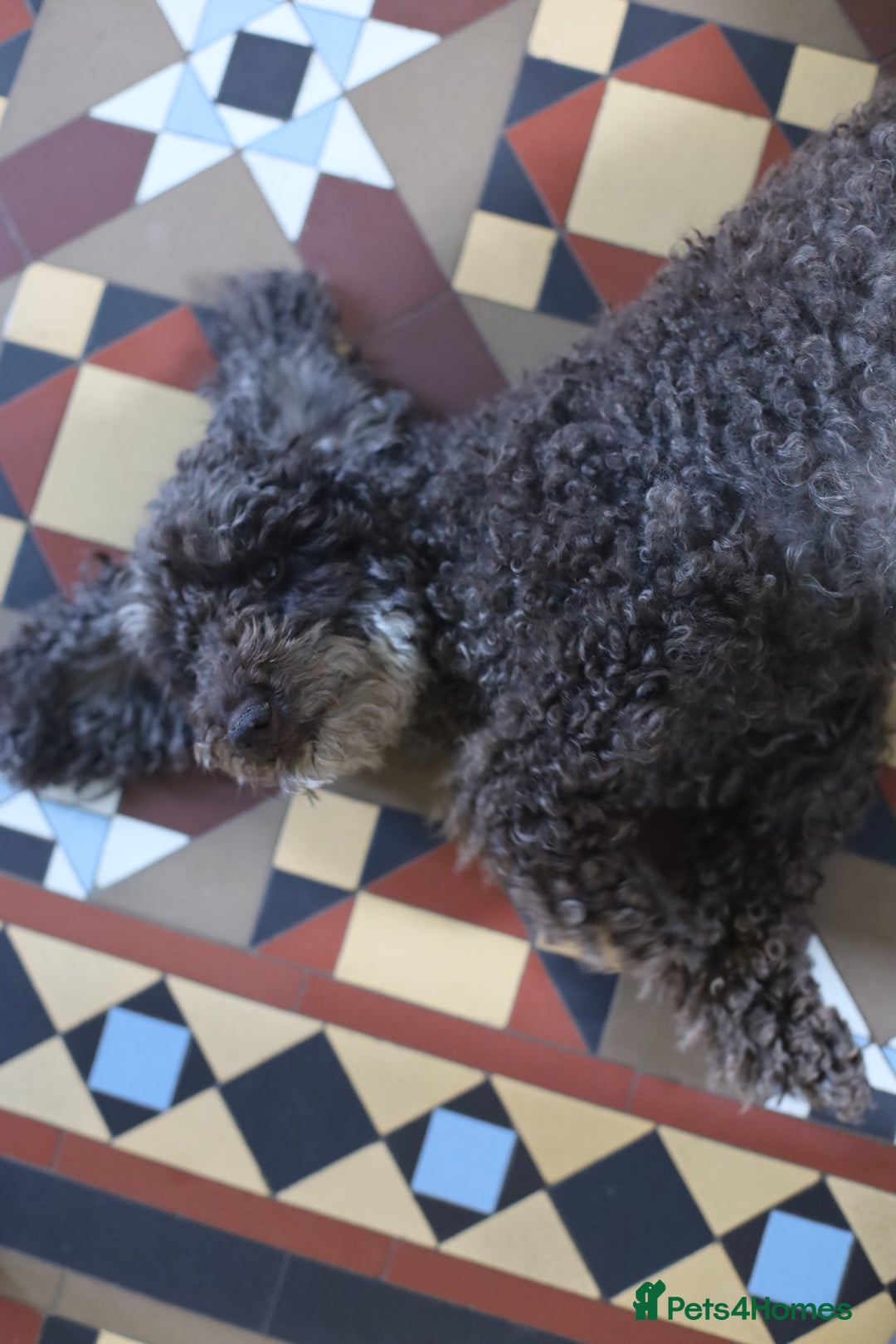 Cavapoo dogs for sale: LAST Black (tan paws/muzzle) F1 Cavapoo Dog Puppy - Image 13