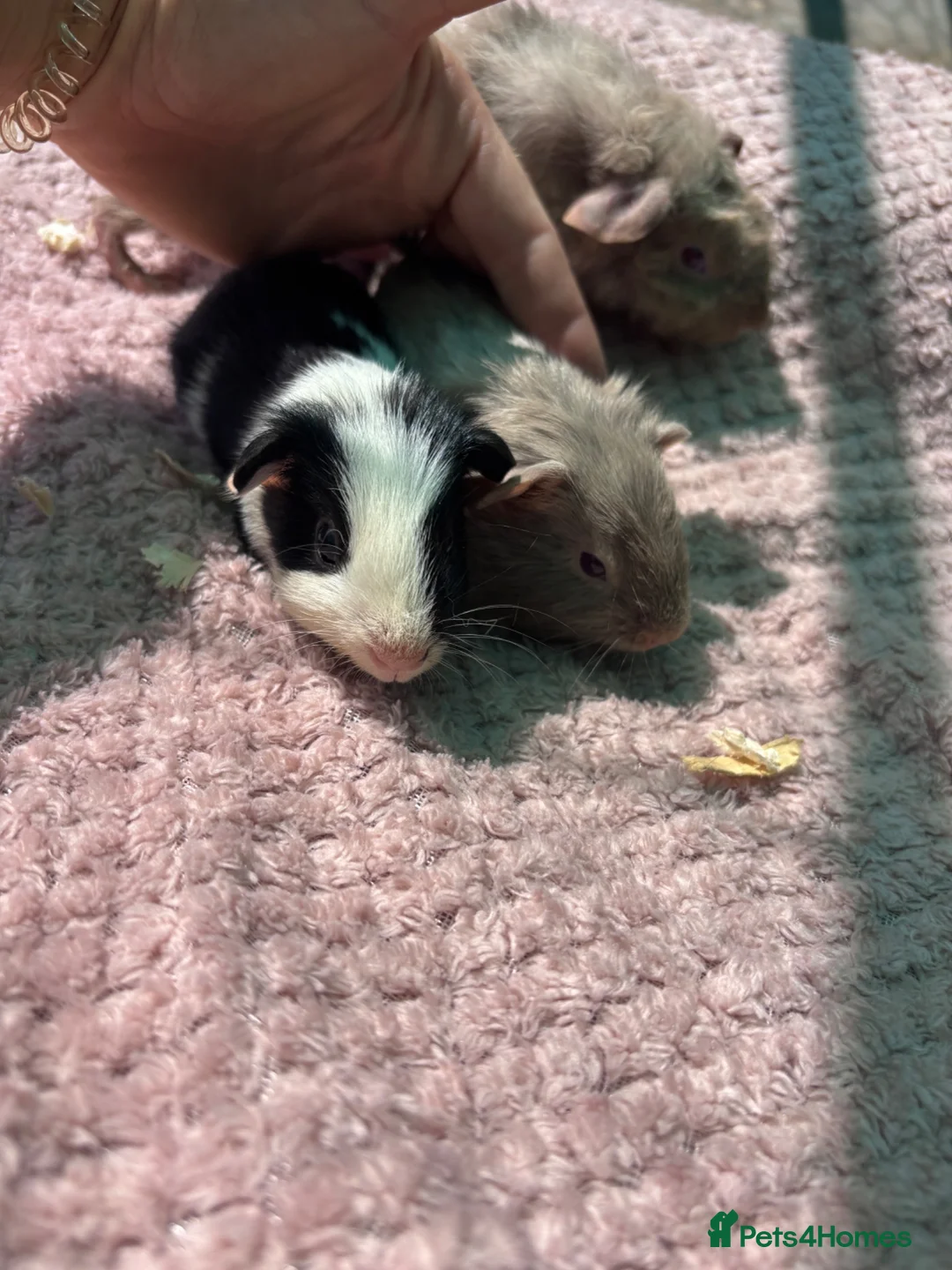 Guinea Pig rodents for sale: 3 little boys ready now  - Advert 1