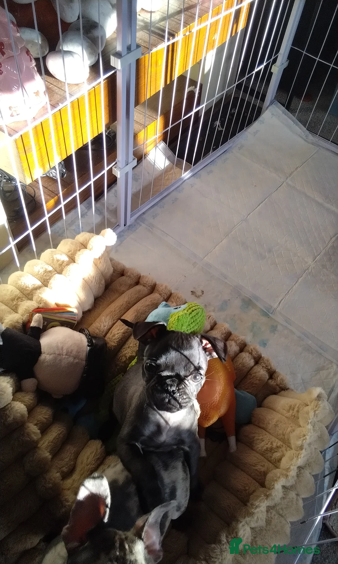 Frug dogs for sale: Frug  in Alton - Advert 4