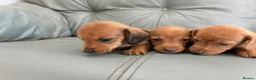 Miniature Dachshund dogs for sale: 🏆💙💖 KC REG 5 STAR BREEDER💙💖🏆CREAM - Advert 13