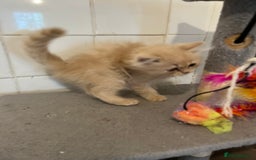 Ragdoll cats for sale: Ragdoll x Persian kittens  - Image 3