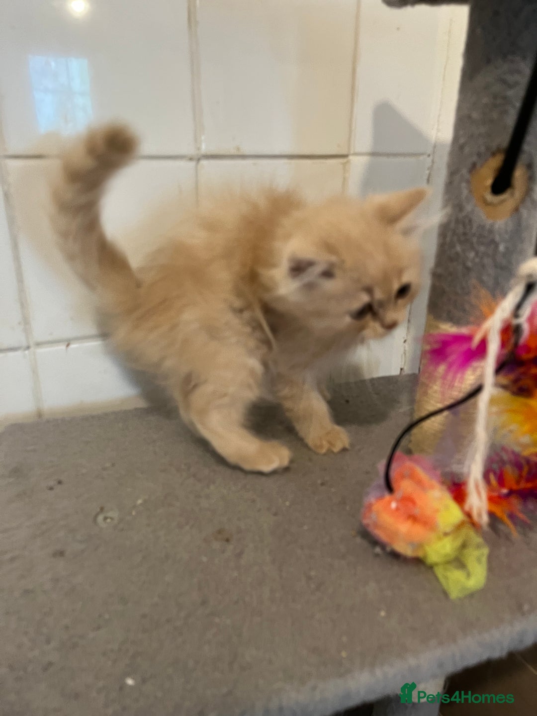 Ragdoll cats for sale: Ragdoll x Persian kittens  - Image 3