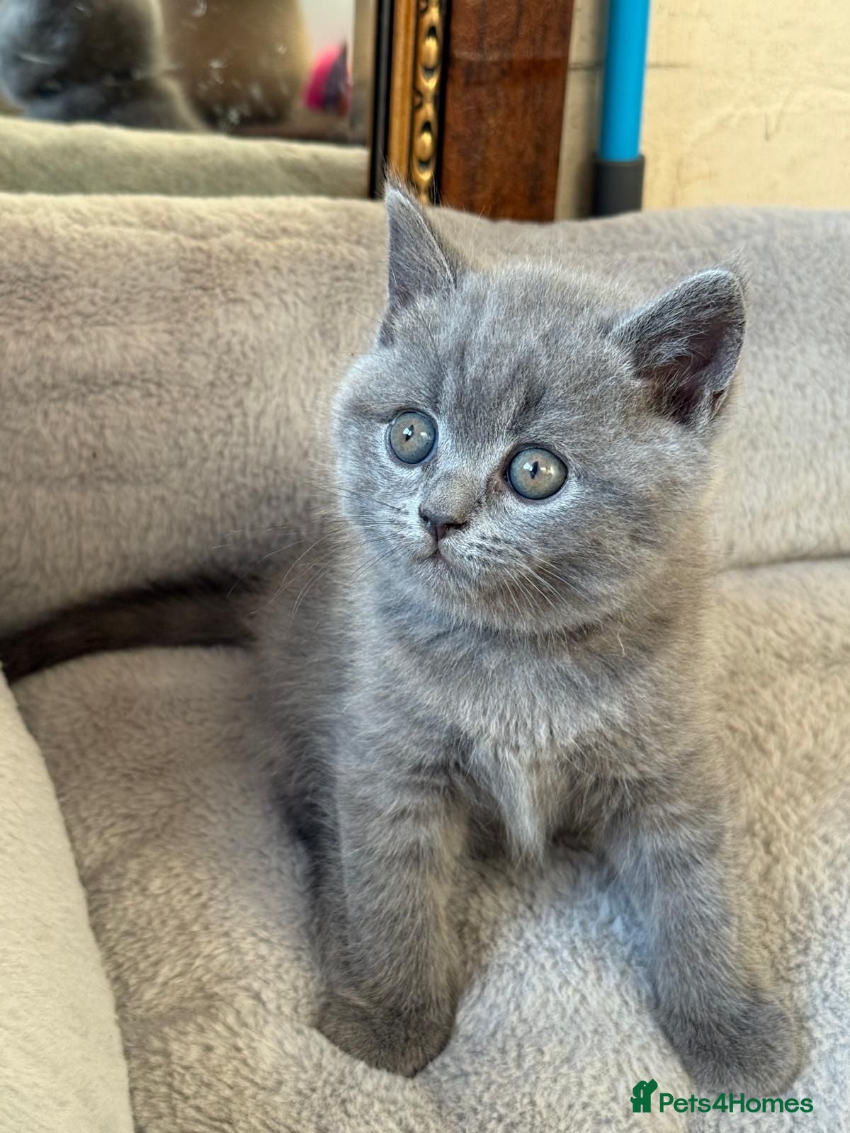 Scottish Fold cats 7 Scottish fold 😍beautiful  healthy kittens - Advert 5