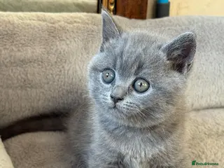 Scottish Fold cats 7 Scottish fold 😍beautiful healthy kittens - Advert 5