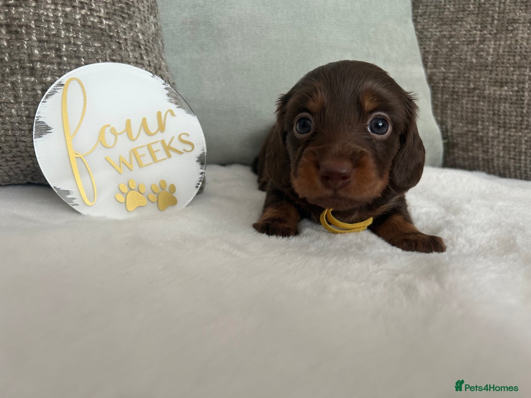 Miniature Dachshund dogs for sale: 🤍🐾 READY NEXT WEEK 🐾🤍 - Image 21