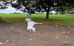 Staffordshire Bull Terrier dogs for stud: White and blue staff for STUD - Image 4