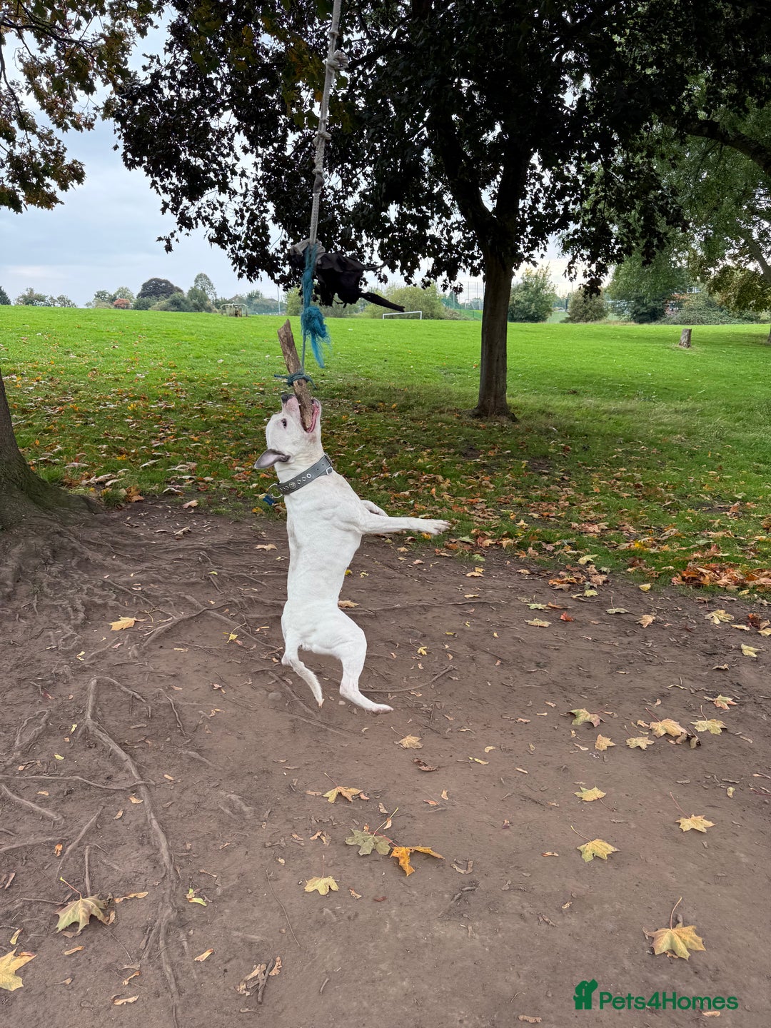 Staffordshire Bull Terrier dogs for stud: White and blue staff for STUD - Image 4