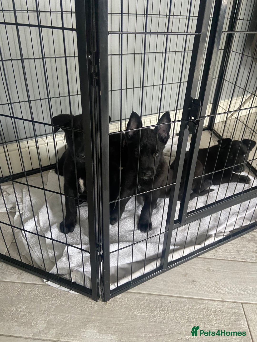 Belgian Shepherd Dog dogs for sale: Malinois x Dutch herder ready now to collect ! in Wingate - Image 31