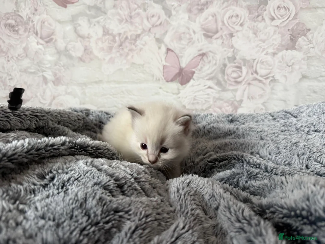 Ragdoll cats for sale: 🌟RAGDOLL KITTENS 🌟 - Advert 6