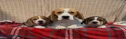 Beagle dogs for sale: BEAUTIFUL (SHOW TYPE) BEAGLE PUPPIES READY NOW - Advert 12
