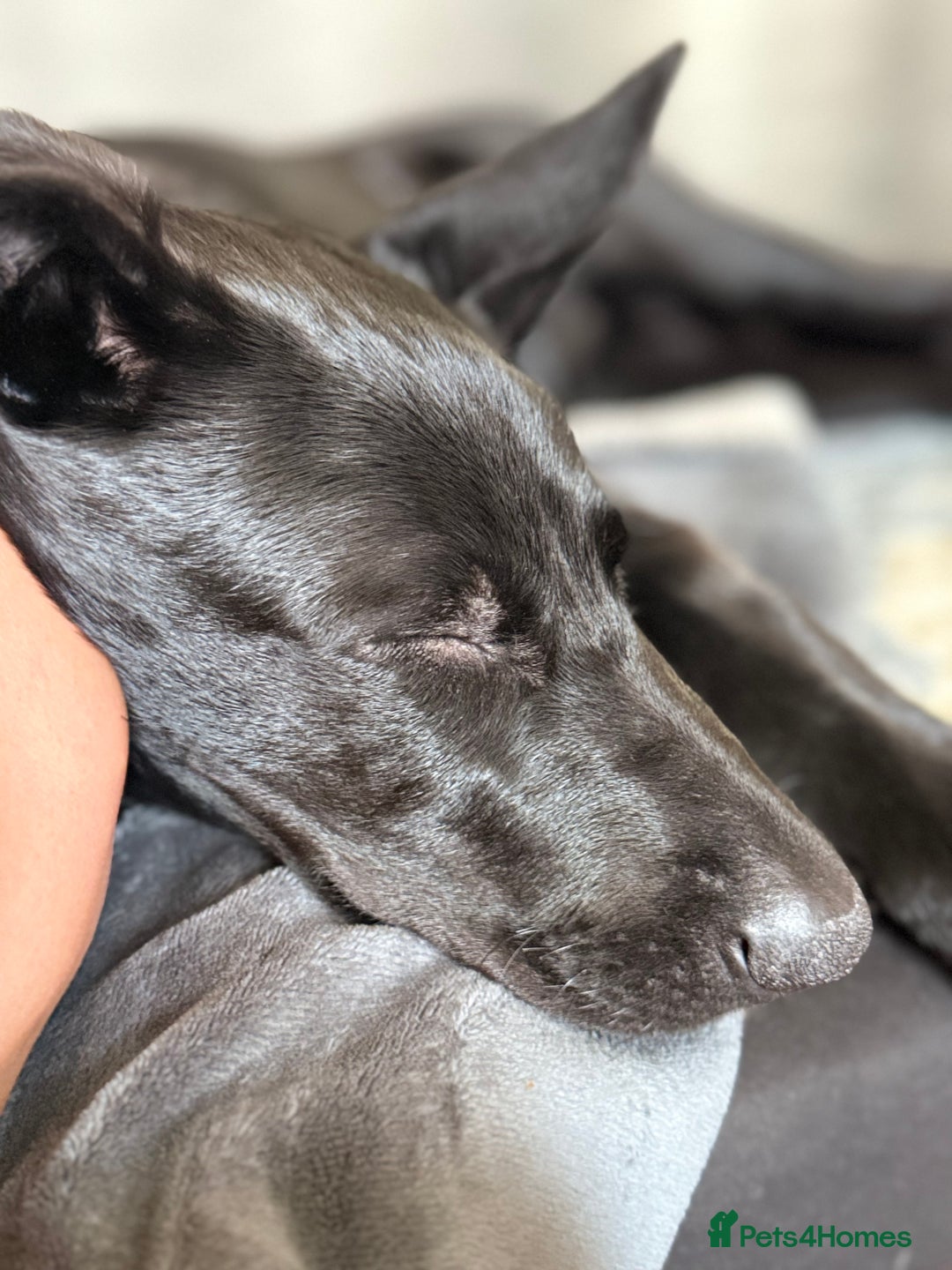 Belgian Shepherd Dog dogs for sale: For sale  - Advert 7