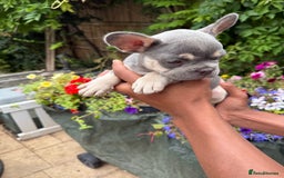 French Bulldog dogs for sale: French bulldog puppies ready now. - Image 11