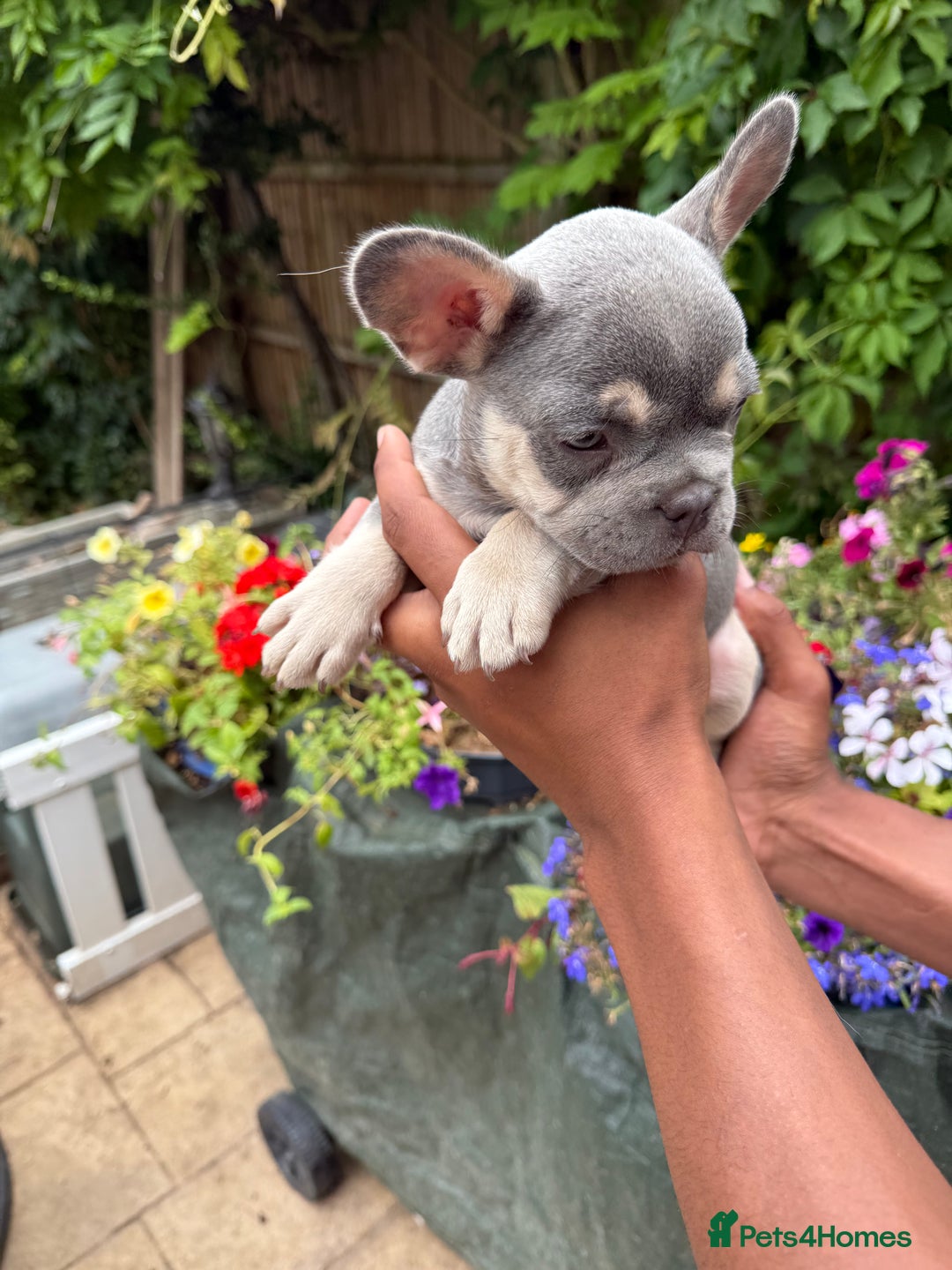 French Bulldog dogs for sale: French bulldog puppies ready now. - Image 11
