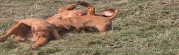 Hungarian Vizsla dogs for sale: Dual Purpose Hungarian Vizsla Bitch Puppies - Advert 5