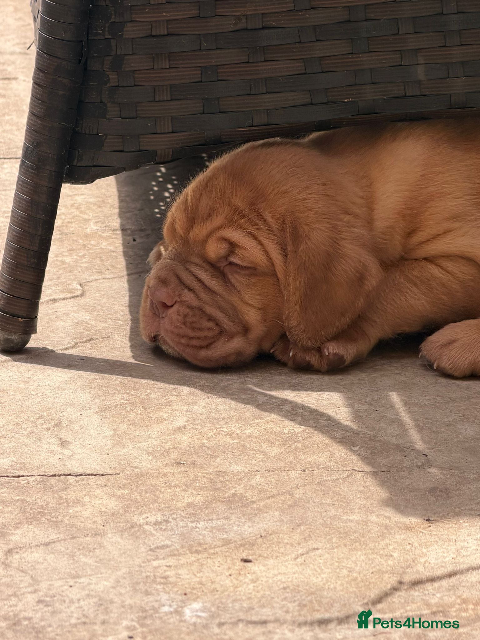 Dogue De Bordeaux dogs KC Dogue de Bordeaux Puppies with champions.  - Advert 5