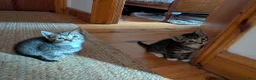 Mixed Breed cats for sale: Lovely variety pack of kittens  in Penzance - Advert 15