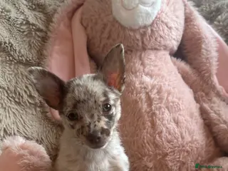 Chihuahua dogs Chihuahuas - Advert 10