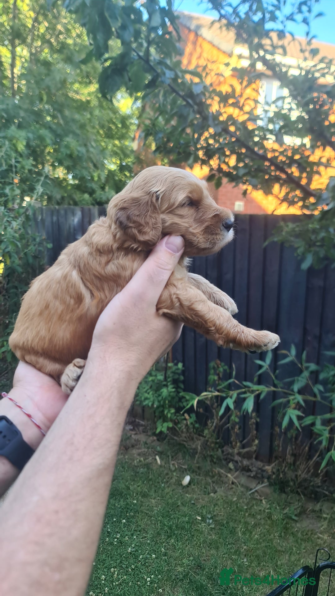 Goldendoodle dogs for sale: 🐾 Adorable Standard Goldendoodle Puppies 🐾 - Image 17