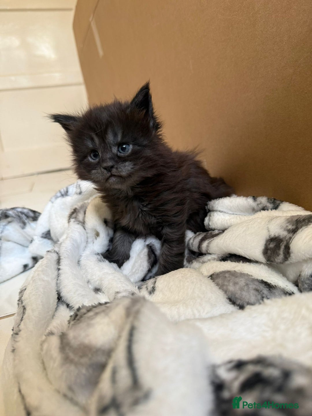 Maine Coon cats for sale: Pedigree Tica Russian Import line Maine Coons - Advert 24