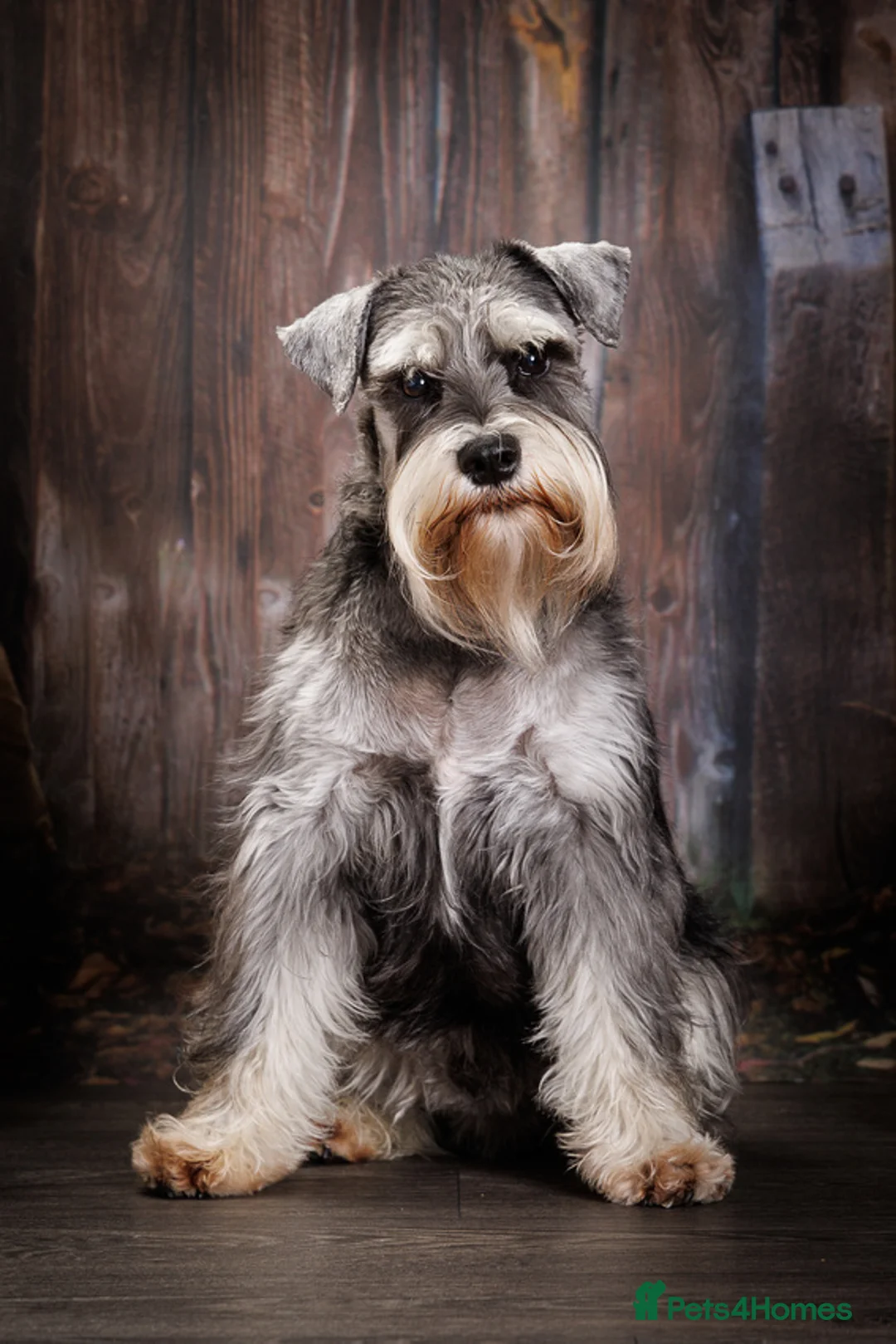 Miniature Schnauzer dogs for stud: Handsome black and silver Miniature Schnauzer  in Cambridge - Advert 2
