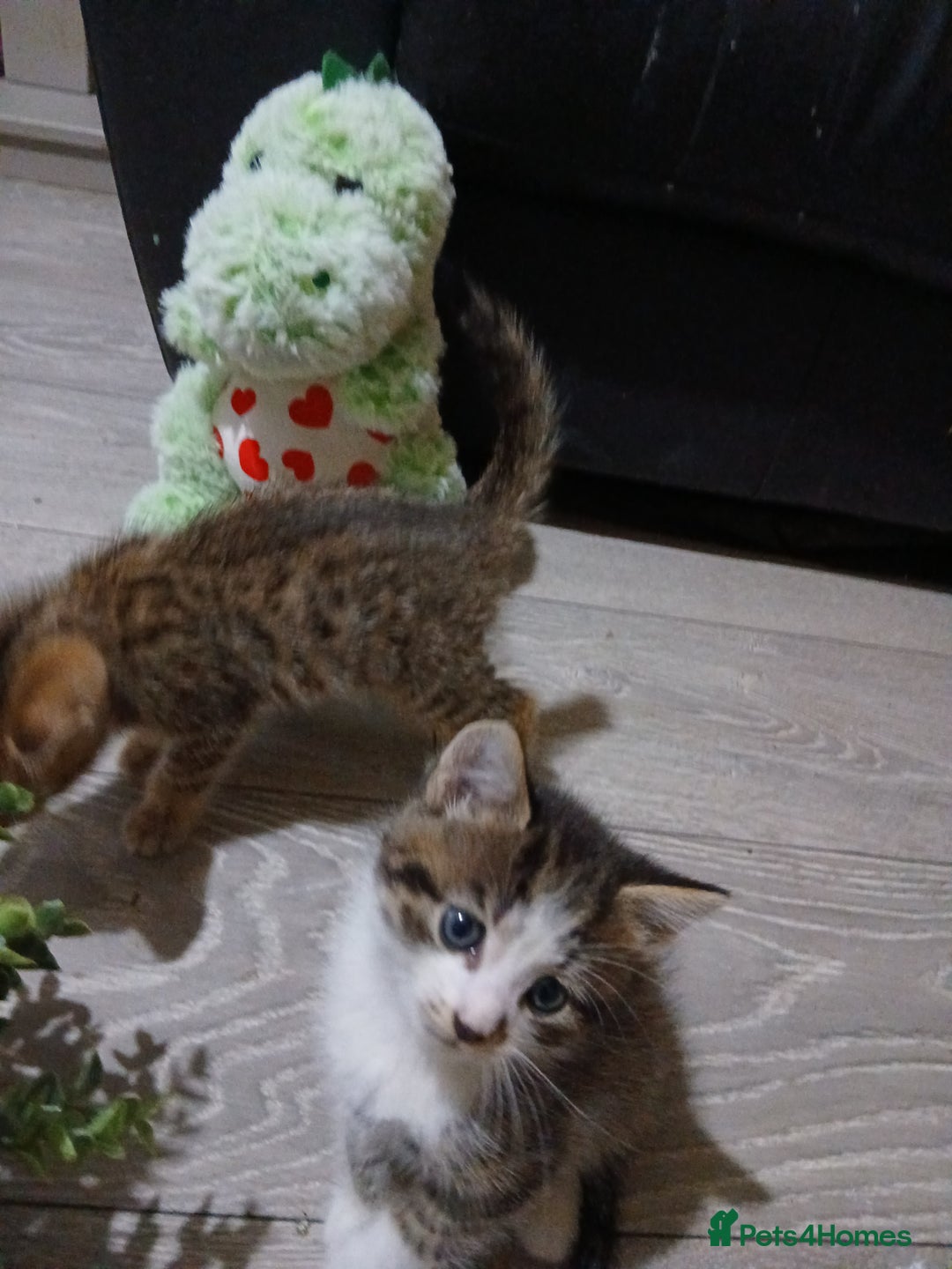 Mixed Breed cats for sale: Beautiful hand reared kittens  - Image 10