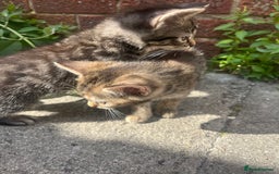 Domestic Shorthair cats for sale: Gorgeous litter of kittens  - Image 10