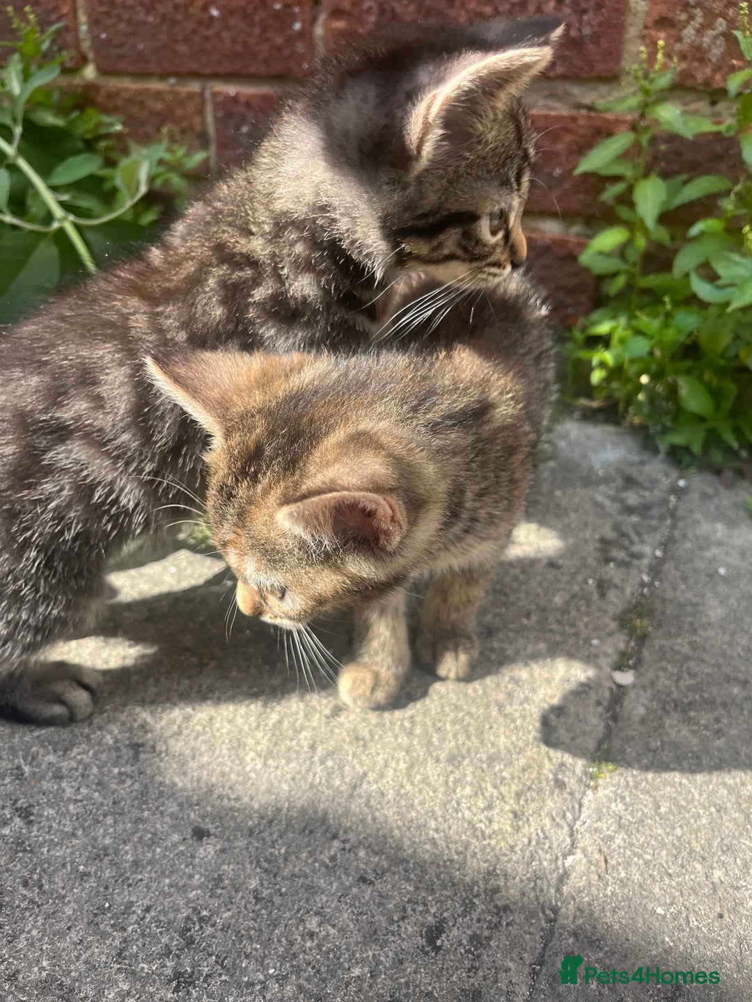 Domestic Shorthair cats for sale: Gorgeous litter of kittens  - Image 10