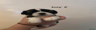 Shih Tzu Puppy 2