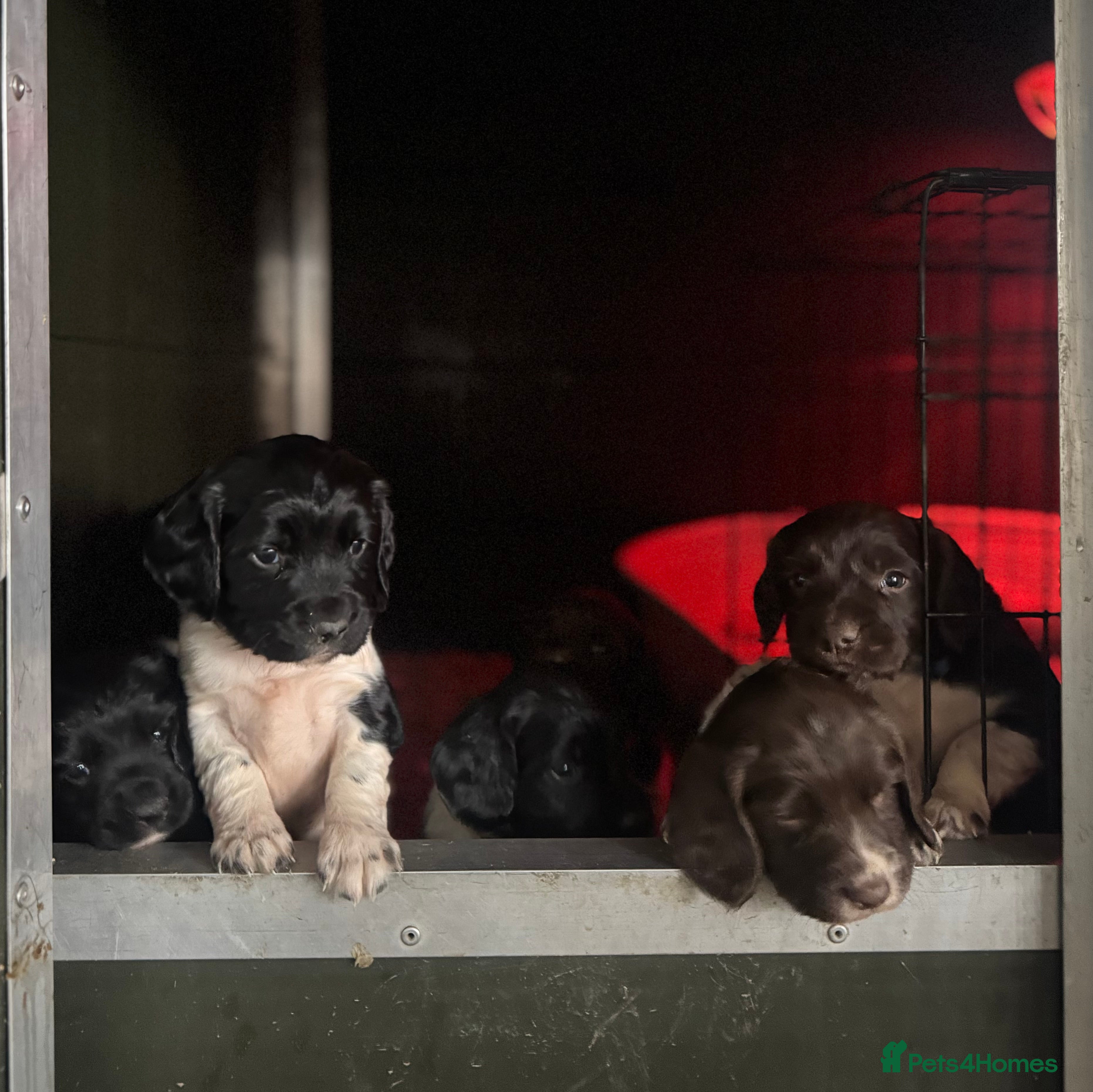 English Springer Spaniel dogs Hip/Elbow Scored and Health Tested, KC Springers  - Advert 6