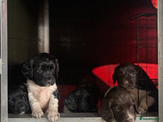 English Springer Spaniel dogs Hip/Elbow Scored and Health Tested, KC Springers - Advert 9