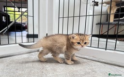 British Shorthair cats for sale: ✨🐾 Soft & Adorable Golden White Blue Kitten 🐾✨ - Image 14