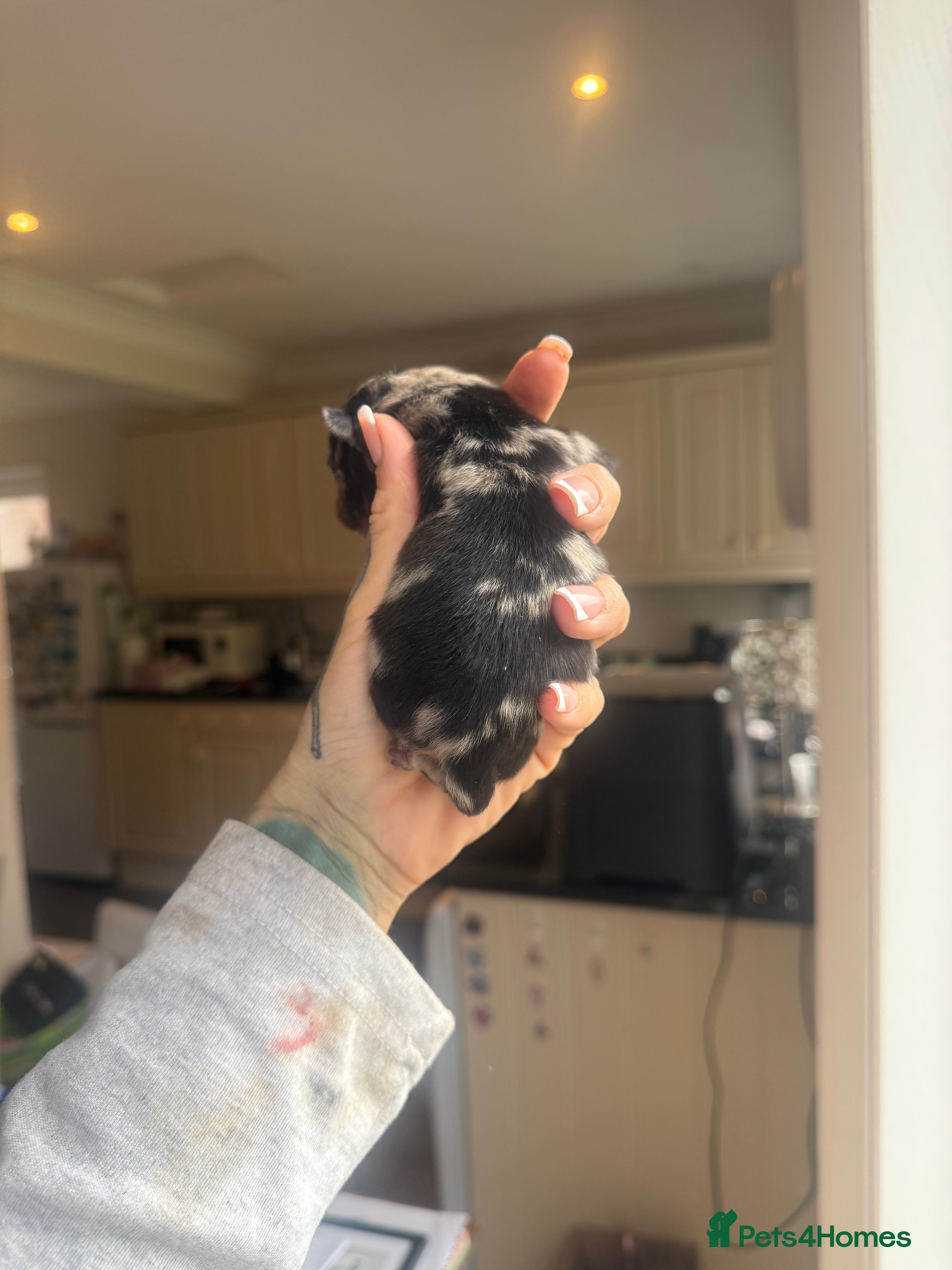 Pomeranian dogs WAITING LIST OPEN for 2 beautiful Pomeranian boys  - Advert 2