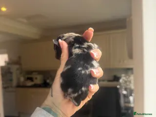 Pomeranian dogs WAITING LIST OPEN for 2 beautiful Pomeranian boys - Advert 2