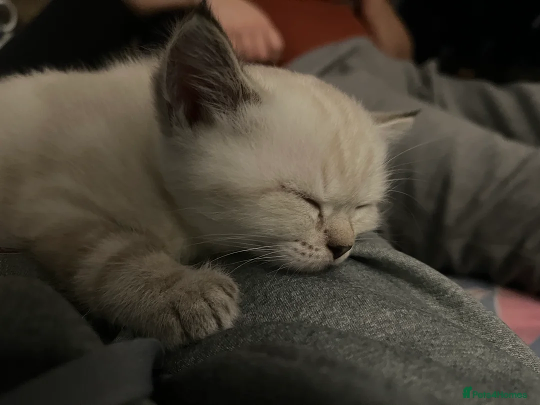 British Shorthair cats for sale: A beautiful kittens British shorthair  - Advert 29