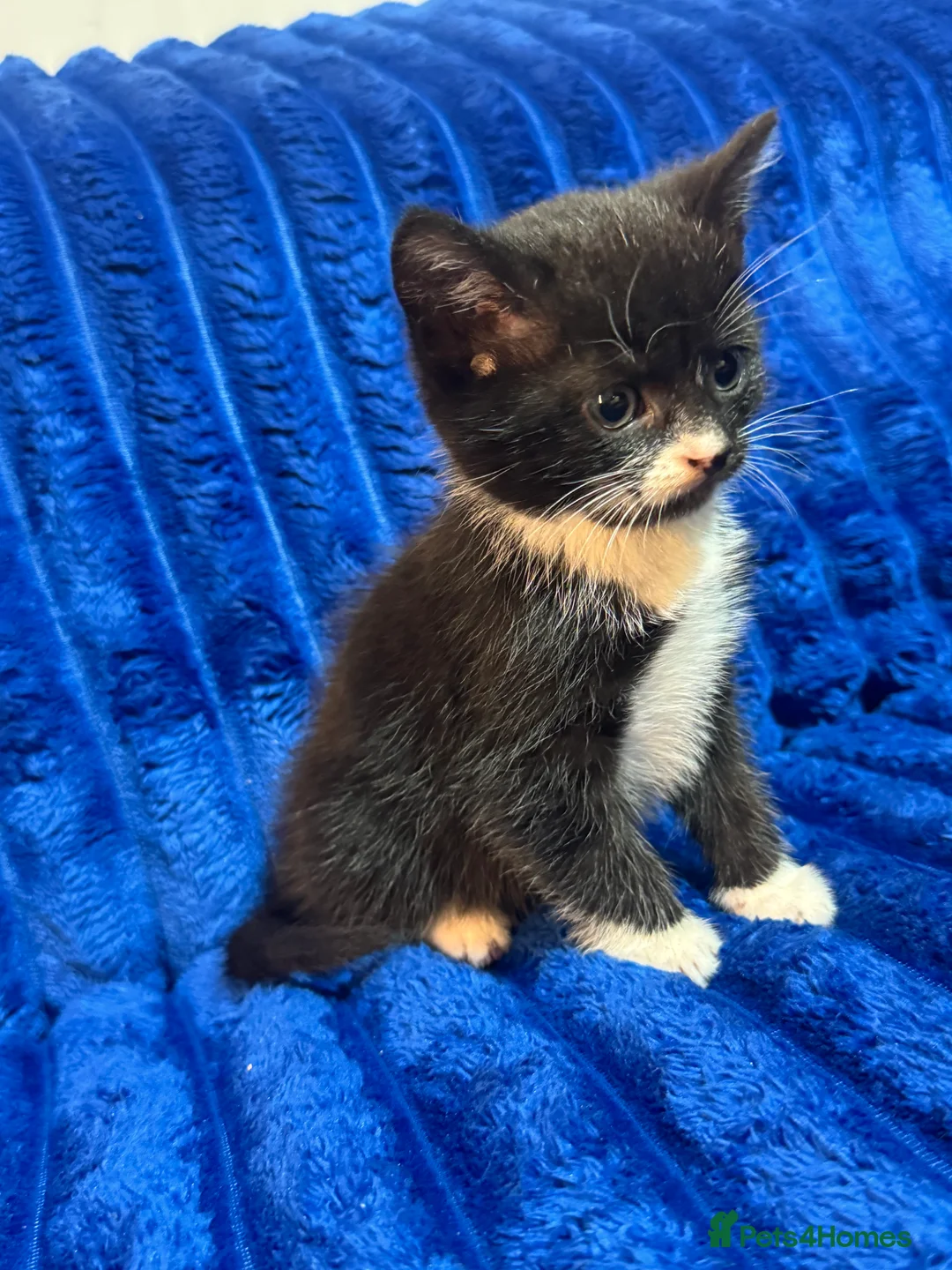 Mixed Breed cats for sale: The cat kitten black light and white boy  in Oldham - Advert 4