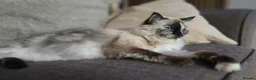 Ragdoll cats for sale: 2 Ragdoll females looking for loving home - Advert 5