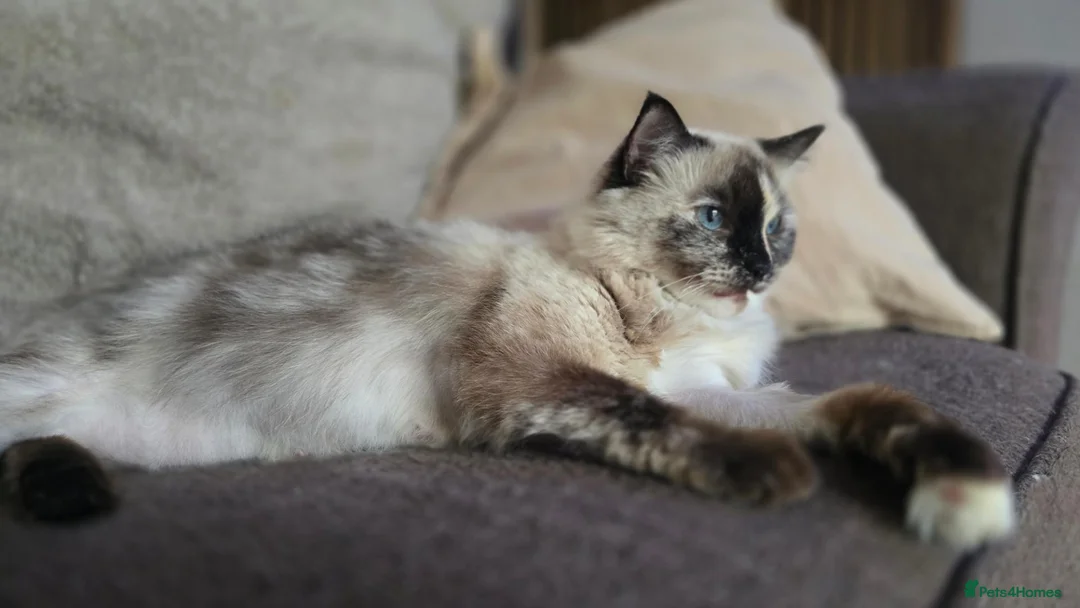 Ragdoll cats for sale: 2 Ragdoll females looking for loving home - Advert 5