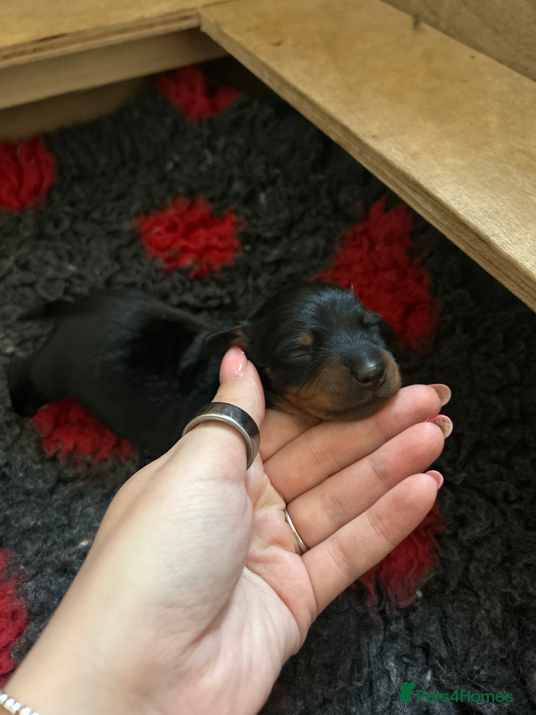 Miniature Dachshund dogs for sale: 2 Stunning Black and Tan Boys available🤎🖤 - Advert 11