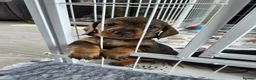 Dachshund dogs for sale: Stunning Standard Dachshund Puppies Ready Now - Advert 25