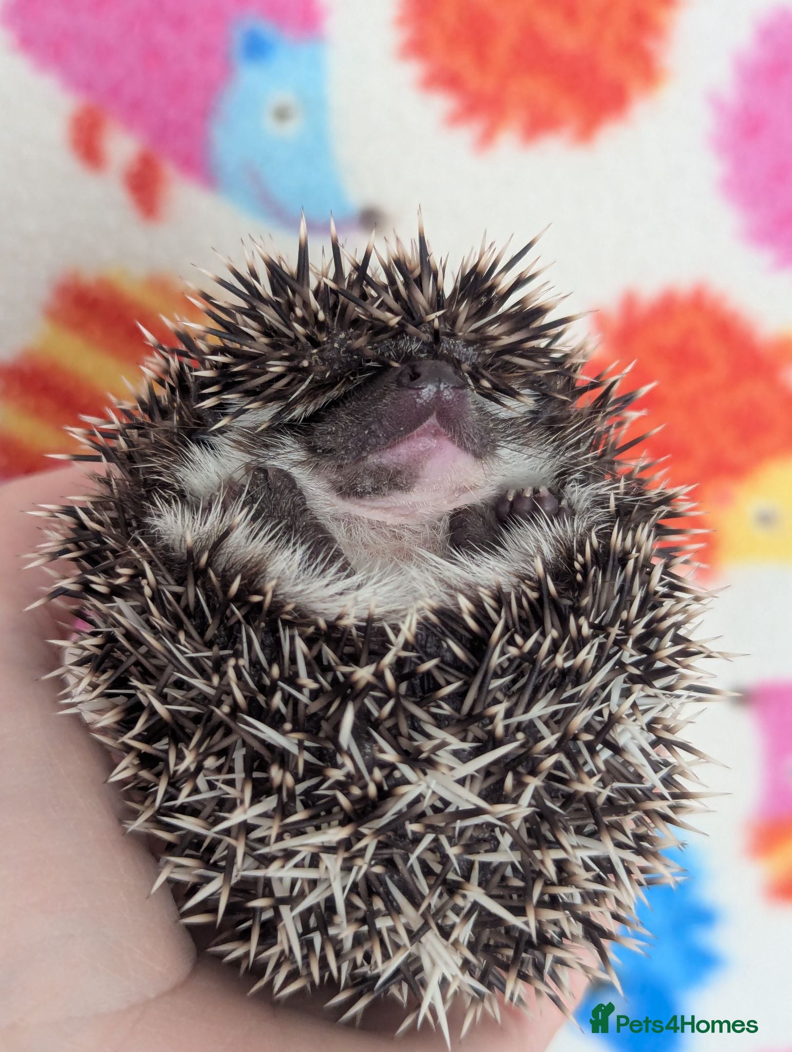 Pygmy Hedgehog rodents for sale: Stunning Hoglets Ready Now and to Reserve  - Advert 1