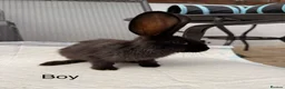 Continental Giant rabbits for sale: Continental giant x New Zealand  - Advert 4