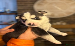 Siberian Husky dogs for sale: Siberian husky puppy’s for sale  - Image 8