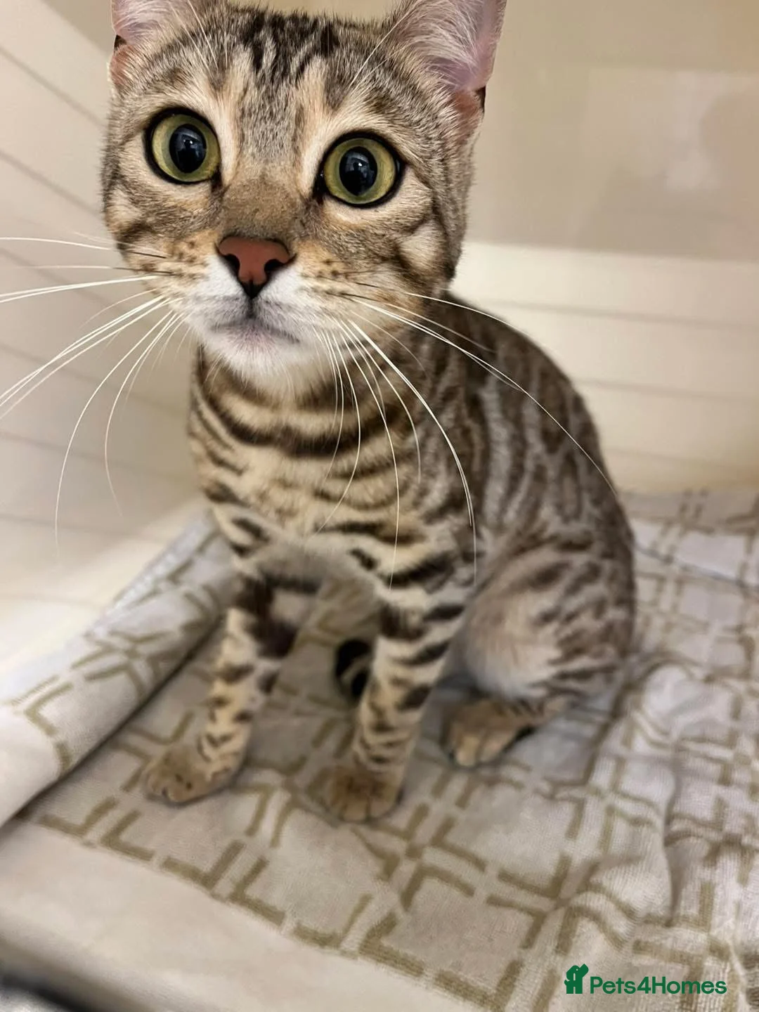 Bengal cats for sale: Snow Sepia 7mth bengal kitten/ cat - Advert 4