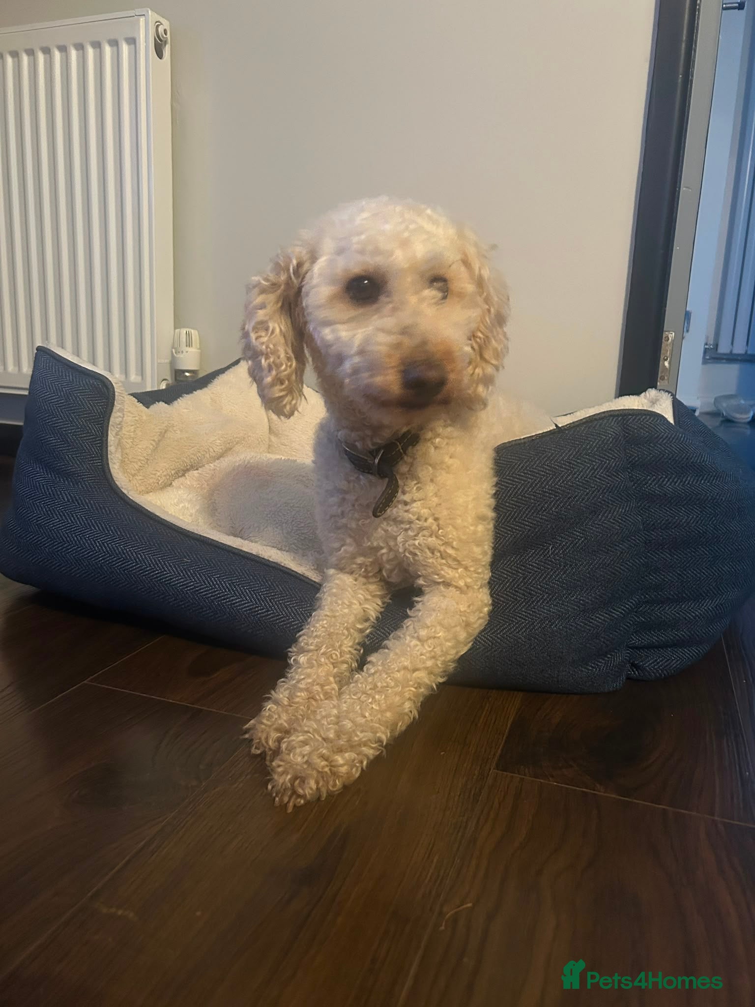 Miniature Poodle dogs Lovely KC Miniature Poodle - Advert 7