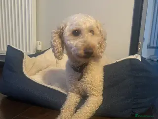 Miniature Poodle dogs Lovely KC Miniature Poodle - Advert 13