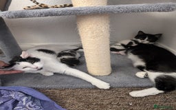 British Shorthair cats for sale: Kittens for Sale  - Image 9