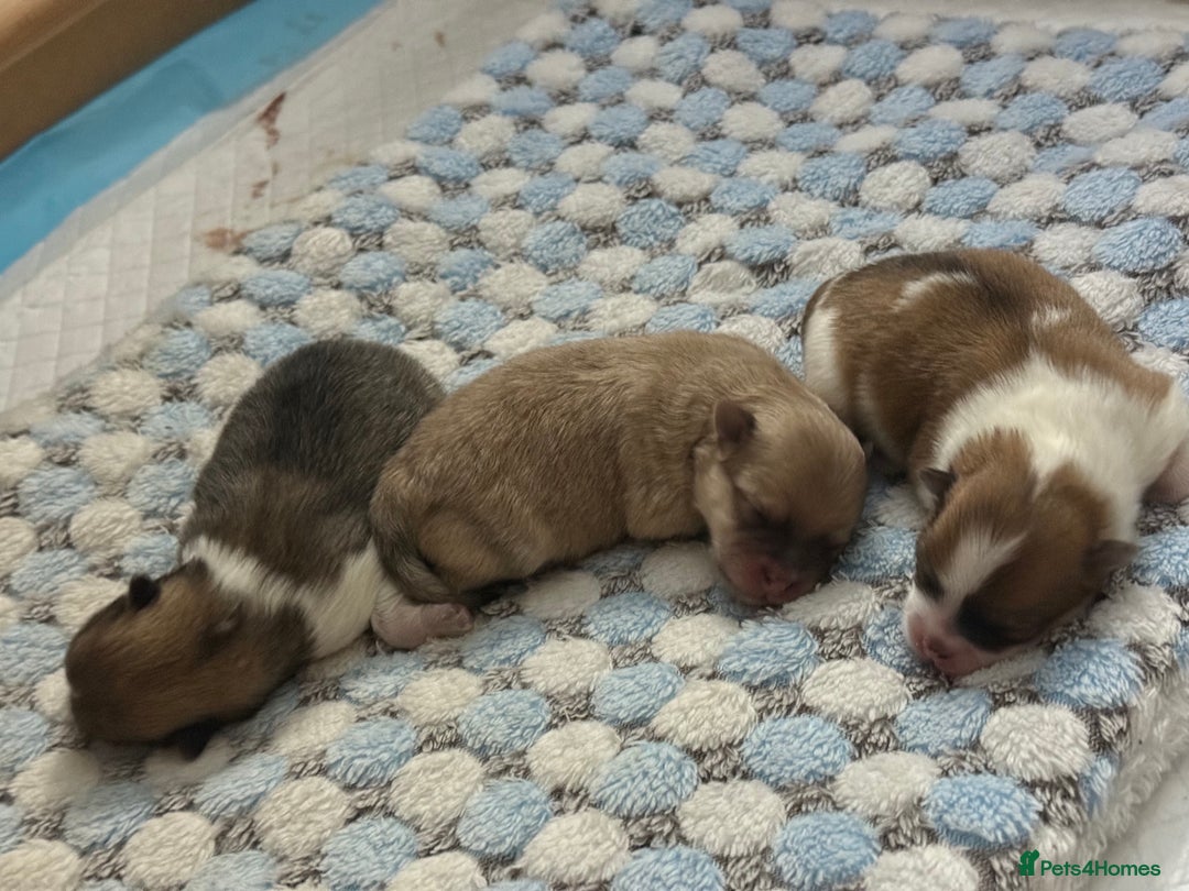 Pomchi dogs for sale: 3/4 Pom 1/4 chi Pomchi F1BB - Advert 6