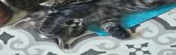Mixed Breed cats for sale: Maine coon cross tabby - stunning fluffy kittens.. in Bridge of Weir - Advert 18